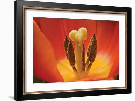 Tulip Up Close I-Lee Peterson-Framed Photographic Print