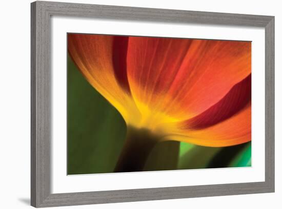 Tulip Up Close II-Lee Peterson-Framed Photographic Print