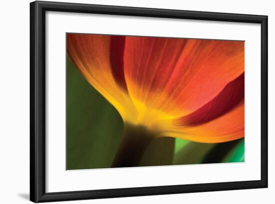 Tulip Up Close II-Lee Peterson-Framed Photographic Print