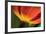 Tulip Up Close II-Lee Peterson-Framed Photographic Print