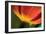 Tulip Up Close II-Lee Peterson-Framed Photographic Print