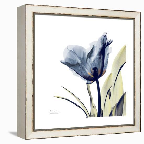 Tulip Whisper-Albert Koetsier-Framed Stretched Canvas