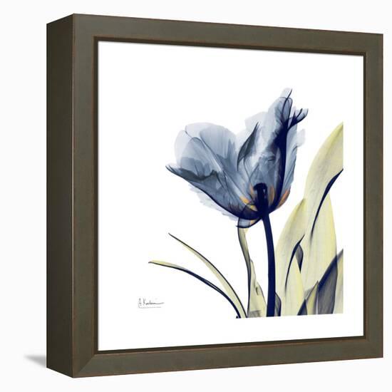 Tulip Whisper-Albert Koetsier-Framed Stretched Canvas