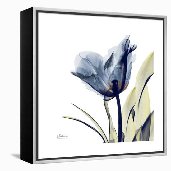 Tulip Whisper-Albert Koetsier-Framed Stretched Canvas