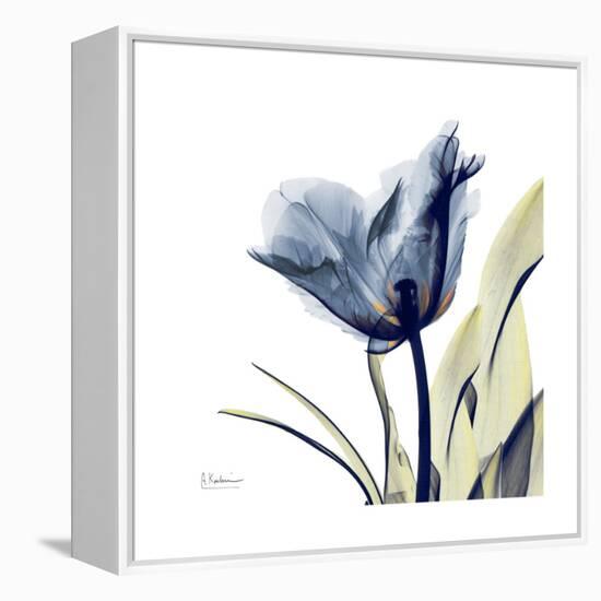 Tulip Whisper-Albert Koetsier-Framed Stretched Canvas