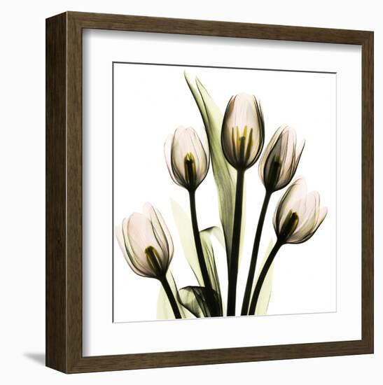 Tulip With Green-Albert Koetsier-Framed Art Print