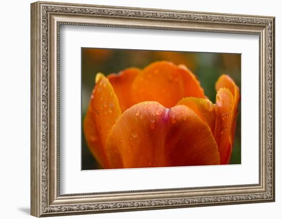 Tulip with Water Droplets-Matt Freedman-Framed Photographic Print