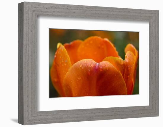 Tulip with Water Droplets-Matt Freedman-Framed Photographic Print