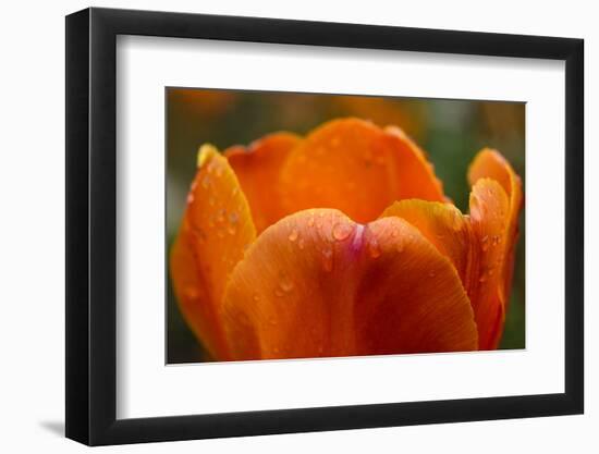 Tulip with Water Droplets-Matt Freedman-Framed Photographic Print