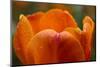 Tulip with Water Droplets-Matt Freedman-Mounted Photographic Print