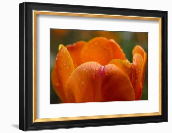 Tulip with Water Droplets-Matt Freedman-Framed Photographic Print