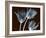Tulip Xray-Albert Koetsier-Framed Art Print