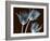 Tulip Xray-Albert Koetsier-Framed Art Print