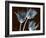 Tulip Xray-Albert Koetsier-Framed Art Print