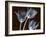 Tulip Xray-Albert Koetsier-Framed Art Print