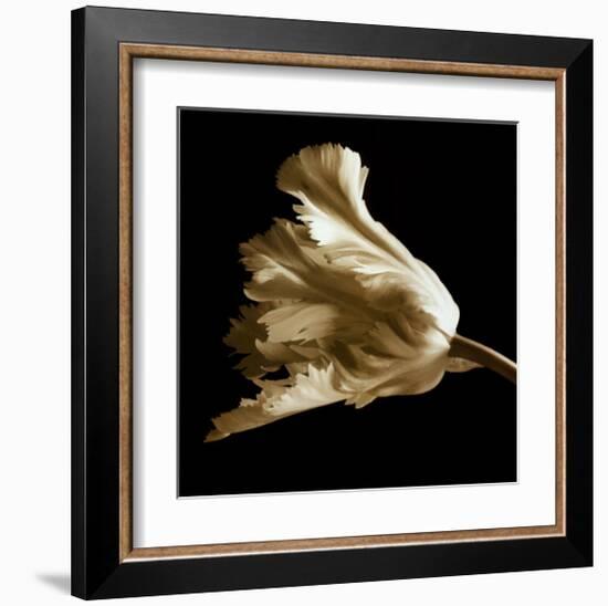 Tulip-Michael Harrison-Framed Art Print