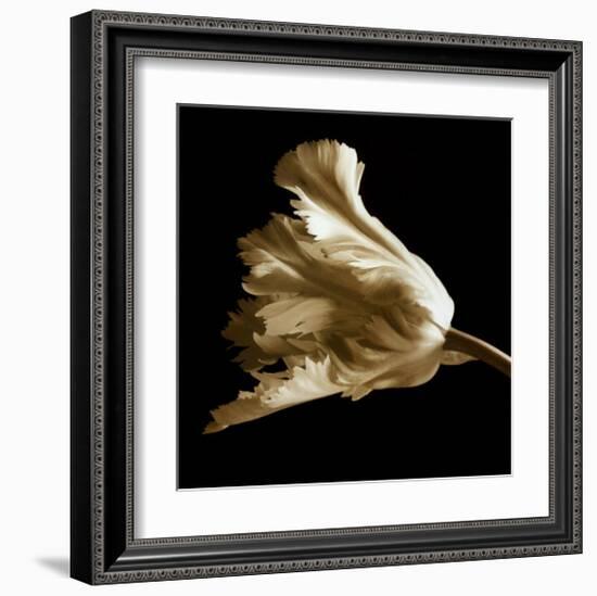 Tulip-Michael Harrison-Framed Art Print