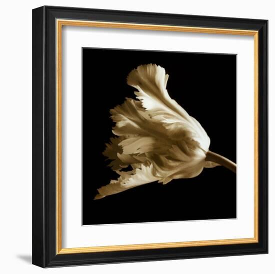 Tulip-Michael Harrison-Framed Art Print