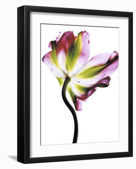 Tulip-Cédric Porchez-Framed Art Print