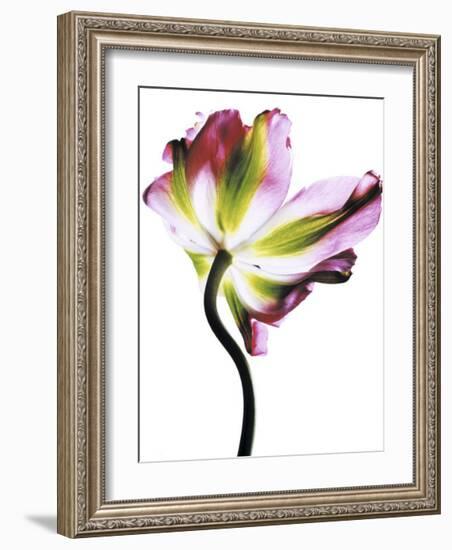 Tulip-Cédric Porchez-Framed Art Print