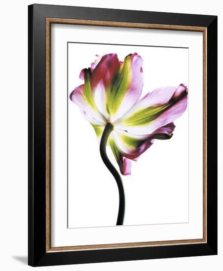 Tulip-Cédric Porchez-Framed Art Print