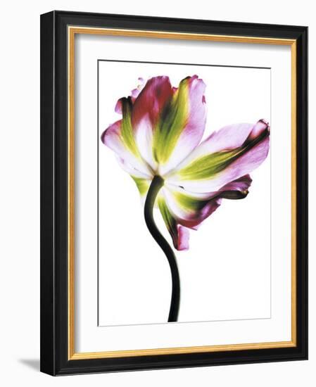 Tulip-Cédric Porchez-Framed Art Print