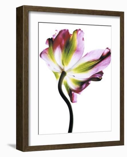 Tulip-Cédric Porchez-Framed Art Print