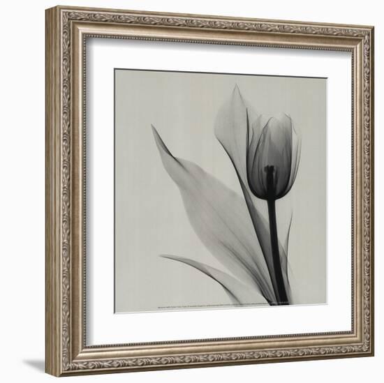 Tulip-Marianne Haas-Framed Art Print