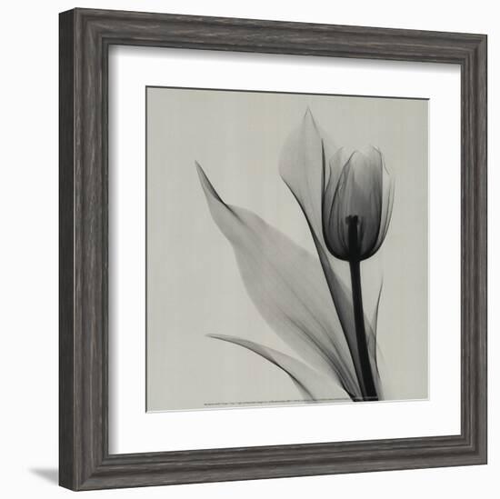 Tulip-Marianne Haas-Framed Art Print