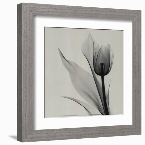 Tulip-Marianne Haas-Framed Art Print