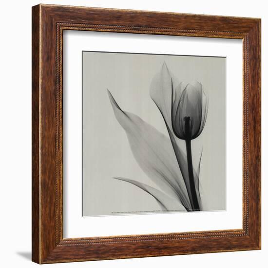 Tulip-Marianne Haas-Framed Art Print