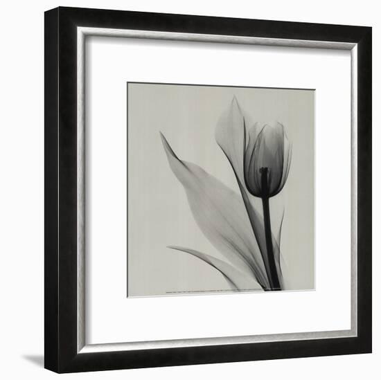 Tulip-Marianne Haas-Framed Art Print