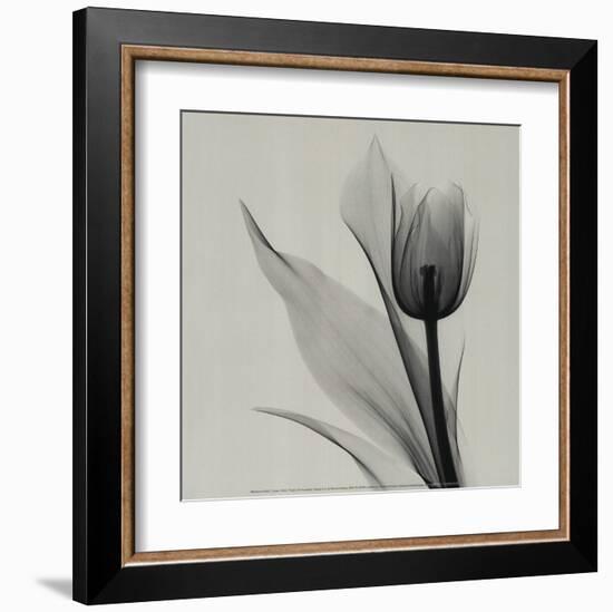 Tulip-Marianne Haas-Framed Art Print