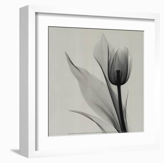 Tulip-Marianne Haas-Framed Art Print