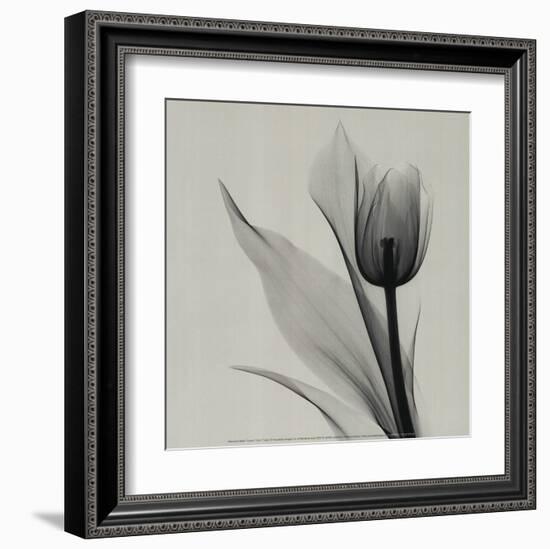 Tulip-Marianne Haas-Framed Art Print