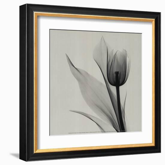 Tulip-Marianne Haas-Framed Art Print