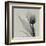 Tulip-Marianne Haas-Framed Art Print