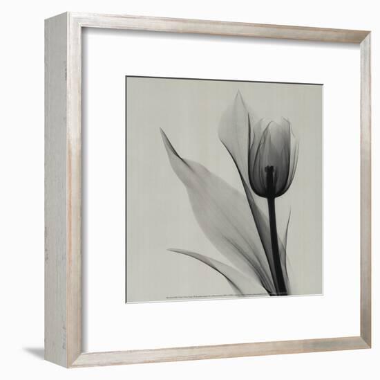 Tulip-Marianne Haas-Framed Art Print