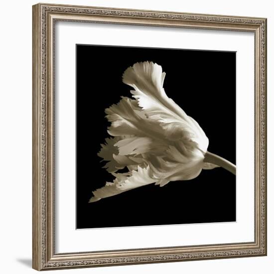 Tulip-Michael Harrison-Framed Giclee Print