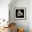 Tulip-Michael Harrison-Framed Giclee Print displayed on a wall