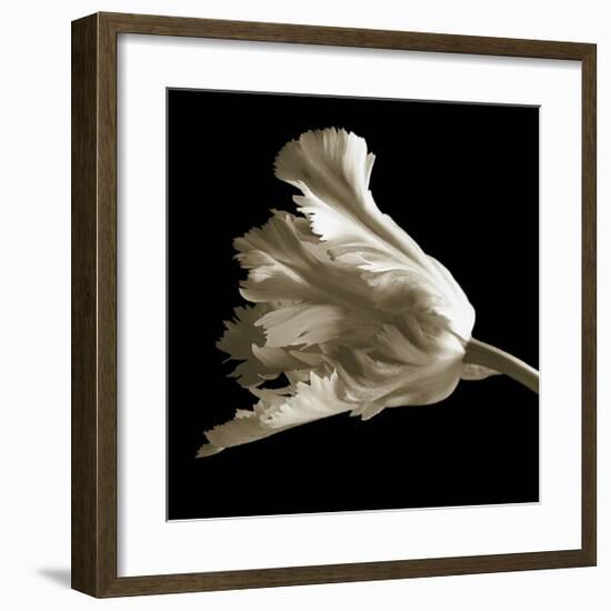 Tulip-Michael Harrison-Framed Giclee Print