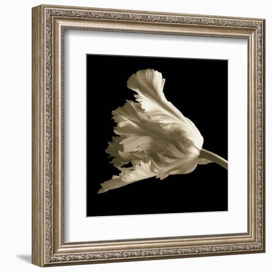 Tulip-Michael Harrison-Framed Art Print