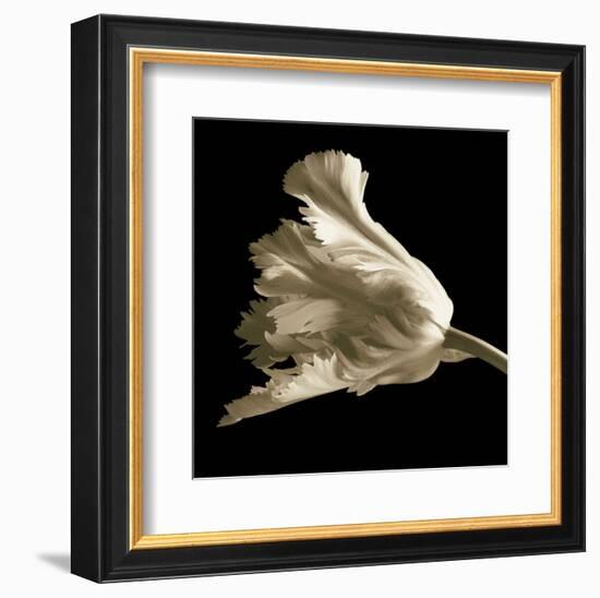 Tulip-Michael Harrison-Framed Art Print