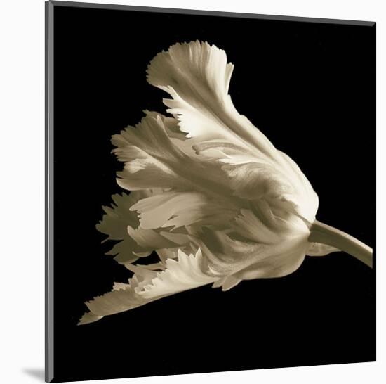 Tulip-Michael Harrison-Mounted Art Print