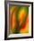 Tulip-Ursula Abresch-Framed Photographic Print