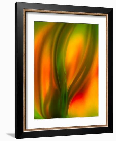 Tulip-Ursula Abresch-Framed Photographic Print