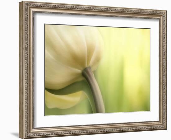 Tulip-Irene Suchocki-Framed Photographic Print