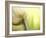 Tulip-Irene Suchocki-Framed Photographic Print