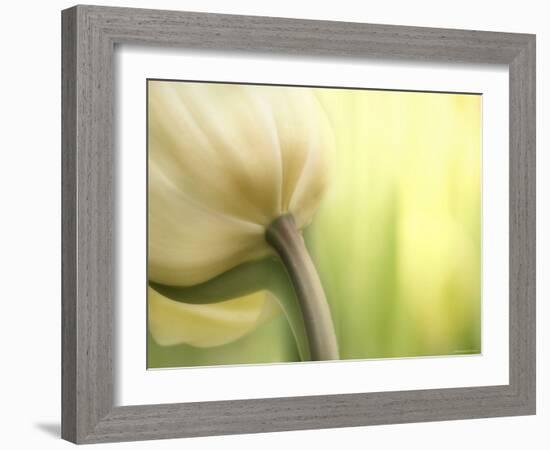 Tulip-Irene Suchocki-Framed Photographic Print