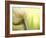 Tulip-Irene Suchocki-Framed Photographic Print